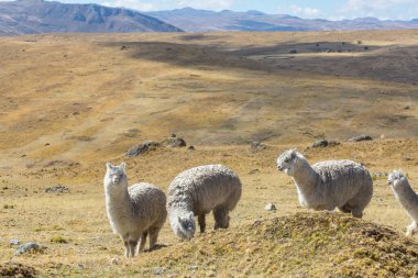 Peru alpakası And Dağları, Peru, Güney Amerika