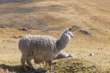 Peru alpakası And Dağları, Peru, Güney Amerika