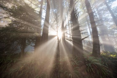 Yazın yeşil ormanda güneş ışıldar
