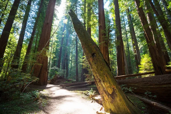Прекрасний Ліс Гігантських Секвоїв Каліфорнії Сша — стокове фото