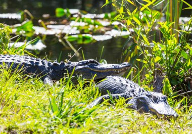 Amerikan Timsahı Everglades 'te yüzüyor ve vahşi doğa ulusal parkında renkli bir yansıması var.