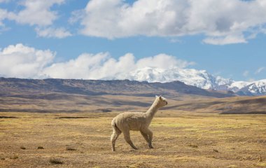 Peru alpakası And Dağları, Peru, Güney Amerika