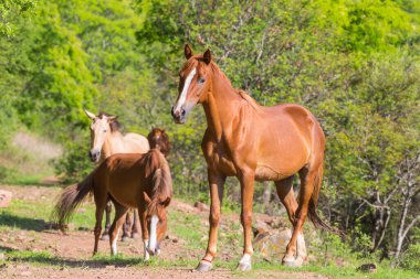 Ekvador 'daki yeşil, güneşli çayırda at.