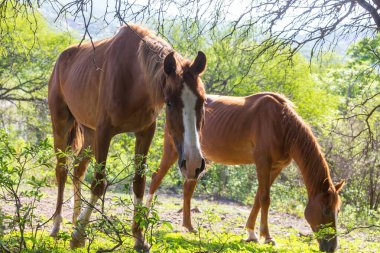 Ekvador 'daki yeşil, güneşli çayırda at.