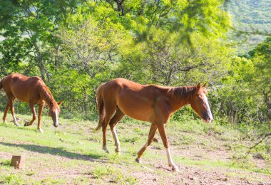 Ekvador 'daki yeşil, güneşli çayırda at.