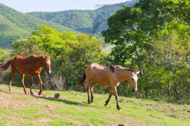 Ekvador 'daki yeşil, güneşli çayırda at.