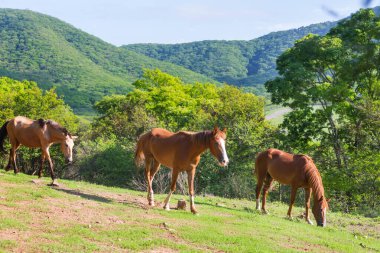 Ekvador 'daki yeşil, güneşli çayırda at.