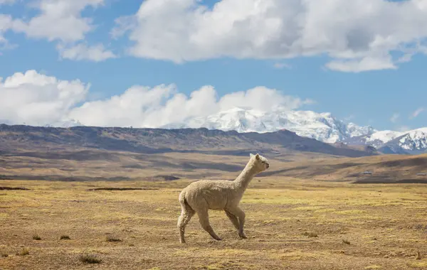 Peruvian Alpaca Andes Peru South America — Stock Photo, Image