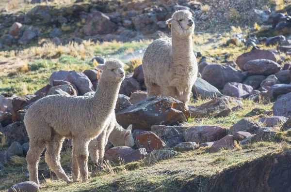 Peru alpakası And Dağları, Peru, Güney Amerika