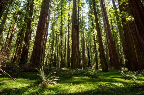 Bahar mevsiminde sık bitki örtüsü olan yeşil orman