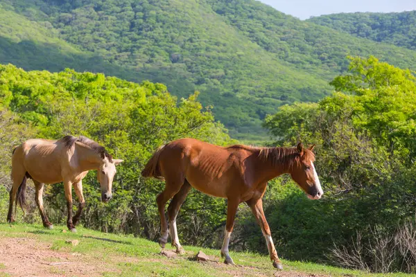 Horse Green Sunny Meadow Ecuador — Stock Photo, Image