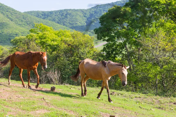 Ekvador 'daki yeşil, güneşli çayırda at.