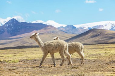 Peru alpakası And Dağları, Peru, Güney Amerika