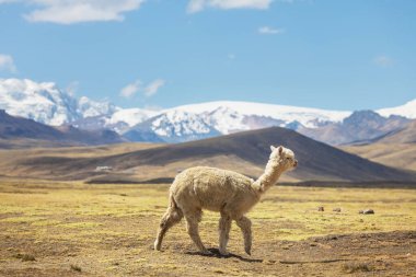 Peru alpakası And Dağları, Peru, Güney Amerika
