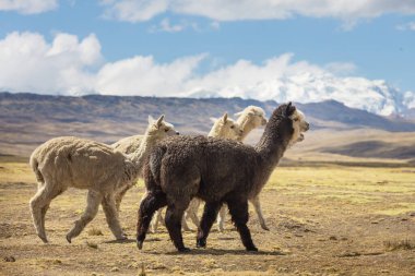 Peru alpakası And Dağları, Peru, Güney Amerika