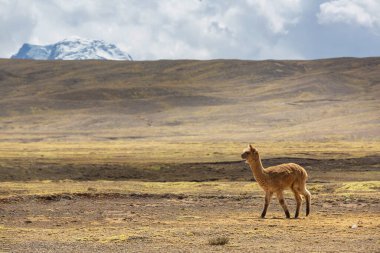 Peru alpakası And Dağları, Peru, Güney Amerika