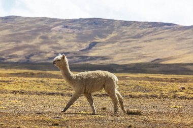 Peru alpakası And Dağları, Peru, Güney Amerika