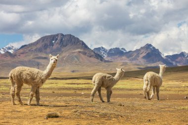 Peru alpakası And Dağları, Peru, Güney Amerika