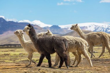 Peru alpakası And Dağları, Peru, Güney Amerika
