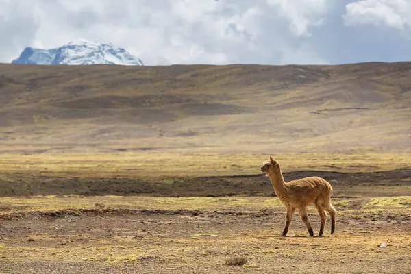 Peru alpakası And Dağları, Peru, Güney Amerika