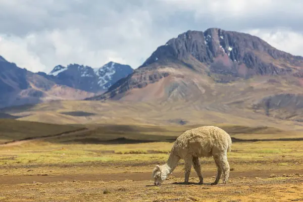 Peru alpakası And Dağları, Peru, Güney Amerika