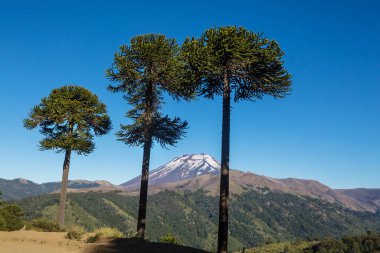 And Dağları, Şili 'deki sıra dışı Araucaria (Araucaria araucana) ağaçları