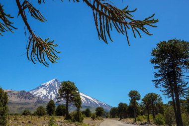And Dağları, Şili 'deki sıra dışı Araucaria (Araucaria araucana) ağaçları
