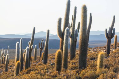 Gün doğumunda bir dağda kaktüs ormanı, Şili, Güney Amerika