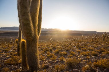 Gün doğumunda bir dağda kaktüs ormanı, Şili, Güney Amerika