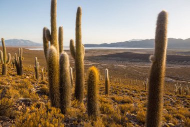 Gün doğumunda bir dağda kaktüs ormanı, Şili, Güney Amerika
