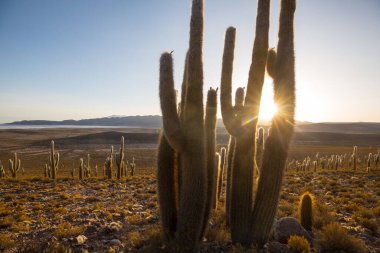 Gün doğumunda bir dağda kaktüs ormanı, Şili, Güney Amerika