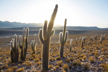 Gün doğumunda bir dağda kaktüs ormanı, Şili, Güney Amerika