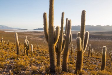 Gün doğumunda bir dağda kaktüs ormanı, Şili, Güney Amerika