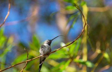 Güney Amerika, Şili 'de renkli sinekkuşu