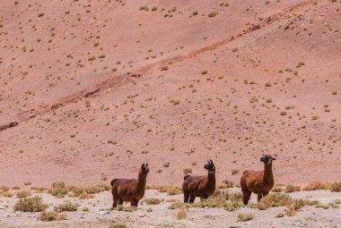 Bolivya 'nın uzak bölgelerindeki Lama