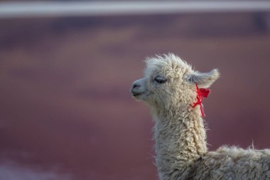 Bolivya 'nın uzak bölgelerindeki Lama