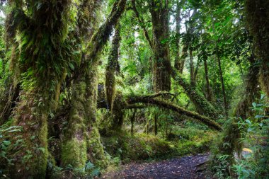 Muhteşem yağmur ormanları. Kalın yosun tabakalarıyla kaplı ağaçlar.