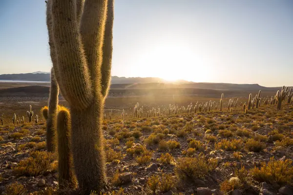 Gün doğumunda bir dağda kaktüs ormanı, Şili, Güney Amerika