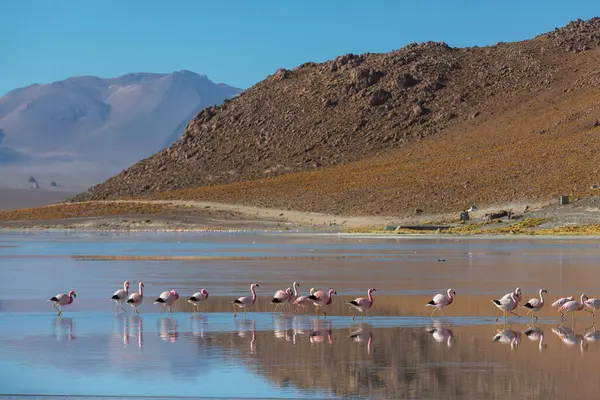 Flamingo Στη Λίμνη Της Βολιβίας Άγρια Φύση Altiplano Άγρια Φύση — Φωτογραφία Αρχείου