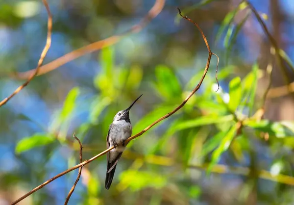 Hummingbird Colorido Chile América Sul — Fotografia de Stock