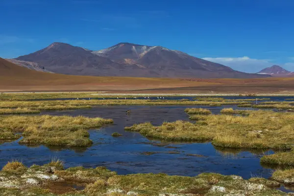 Belas Paisagens Naturais Deserto Atacama Norte Chile — Fotografia de Stock