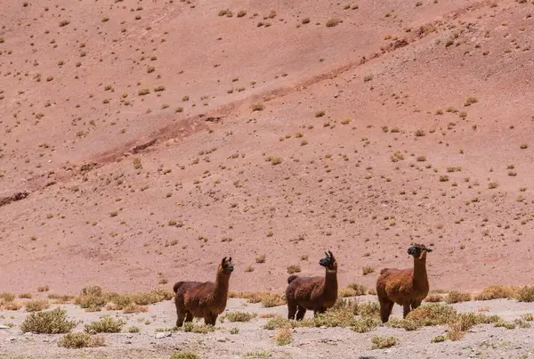 Bolivya 'nın uzak bölgelerindeki Lama