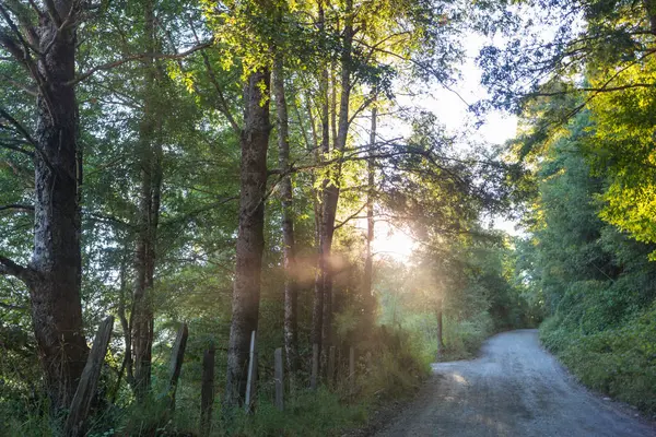 Rural road in the summer forest