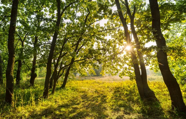 Sun Beams Clear Day Green Forest — Stock Photo, Image