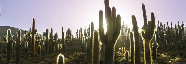 Cactus Forest Mountains Sunrise Chile South America — Stock Photo, Image