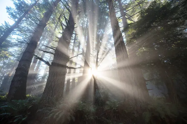 Gündoğumu Ormandaki Güneşli Kirişler — Stok fotoğraf