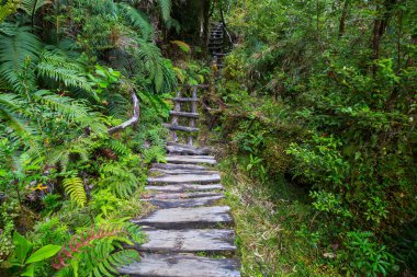 Yeşil yağmur ormanlarında yol
