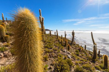 Incahuasi adasındaki büyük kaktüs, tuz düzlüğü Salar de Uyuni, Altiplano, Bolivya. Alışılmadık doğal manzara terk edilmiş güneş enerjisi Güney Amerika 'da seyahat ediyor.