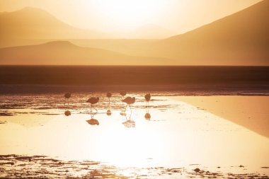 Flamingo silueti gün doğumunda Bolivya Altiplano gölünde, Şili, Güney Amerika