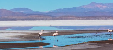 Bolivya Altiplano Gölü 'nde flamingo. Vahşi doğa.